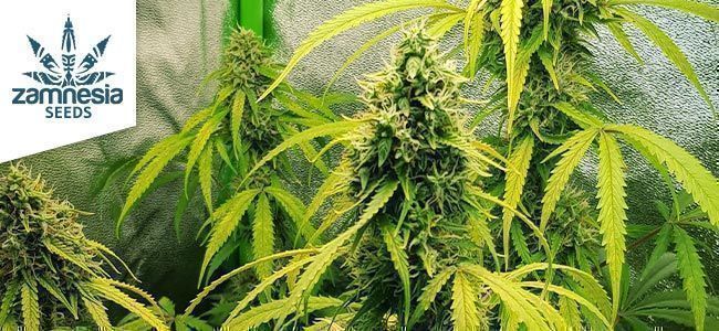 Lemon Wonder Automatic De Zamnesia Seeds