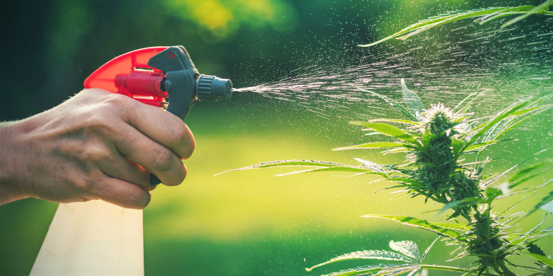 Sprays Foliaires Anti-Nuisibles Cannabis