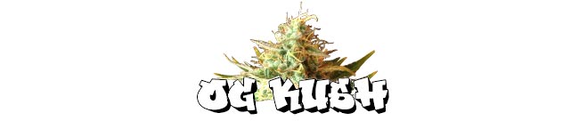 OG Kush - Zamnesia Seeds