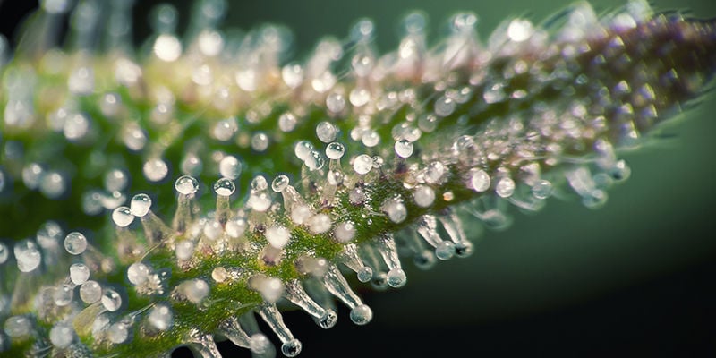 Que Sont Les Trichomes ?