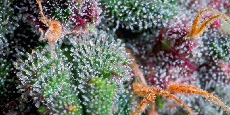 À Quoi Ressemblent Les Trichomes Quand Ils Sont Prêts