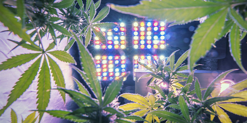 Plantes de cannabis sous la lumière de culture - Quelle doit être