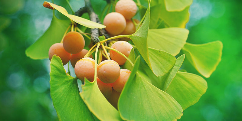 Ginkgo Biloba