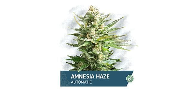 Amnesia Haze Automatic (Zamnesia Seeds)