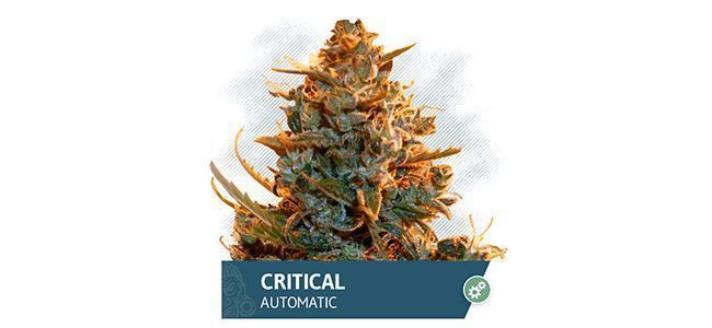 Critical Automatic (Zamnesia Seeds)