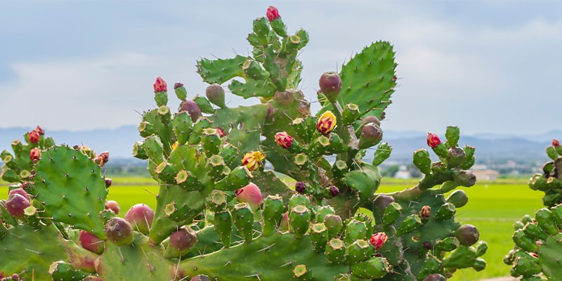 Les cinq erreurs les plus courantes dans l’entretien des cactus