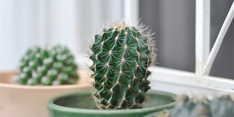Prendre soin des cactus : Plus facile que vous ne le pensez