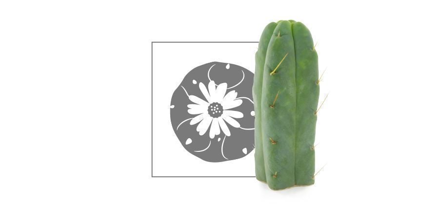 Cactus À Mescaline