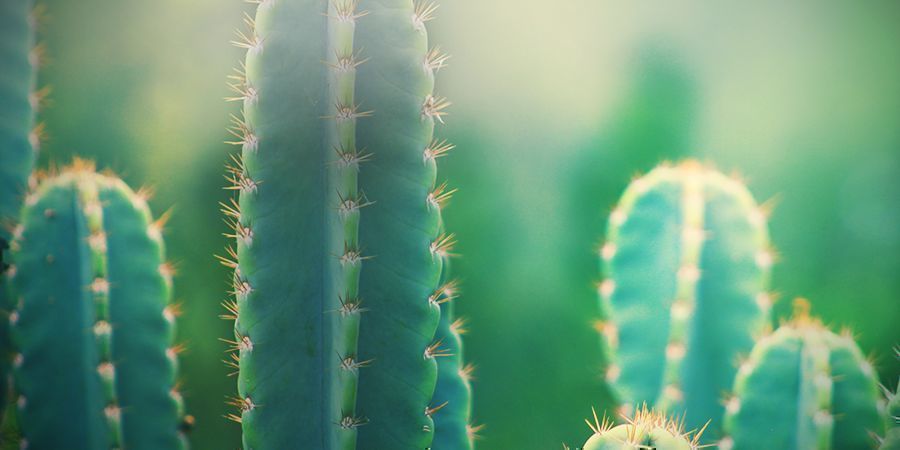 Trop De Soleil Est Mauvais Pour Un Cactus San Pedro