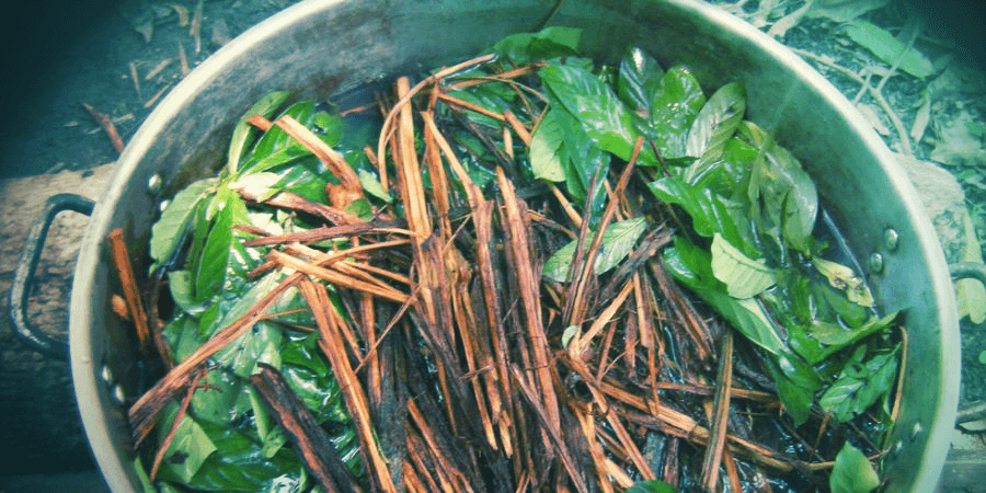 Ayahuasca