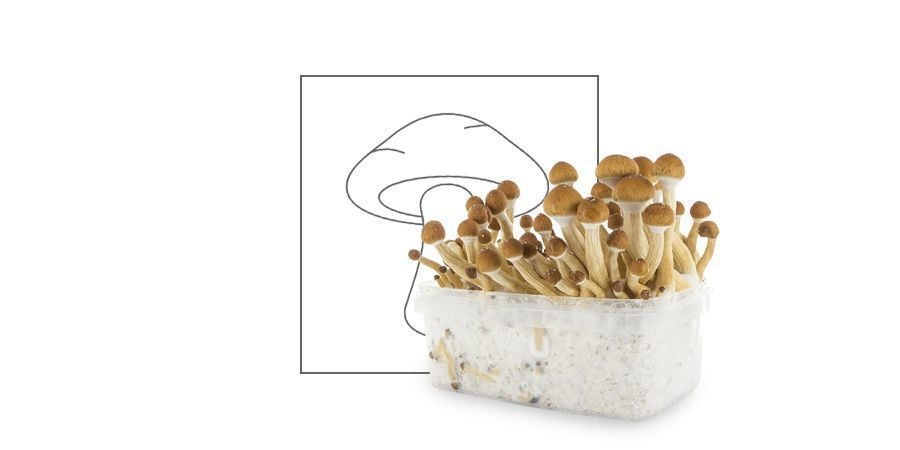 Champignons Psilocybe