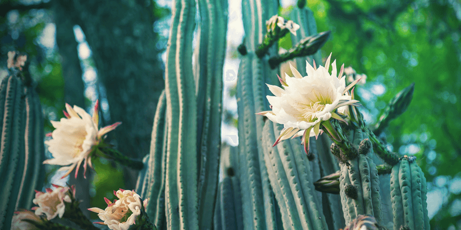 San Pedro