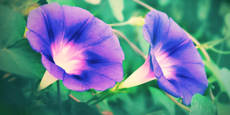 Morning Glory