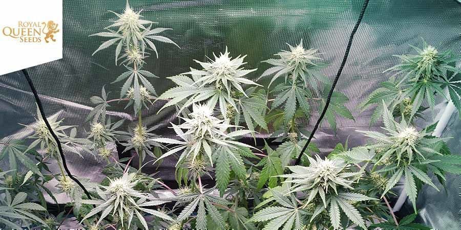 Royal Runtz (Royal Queen Seeds)