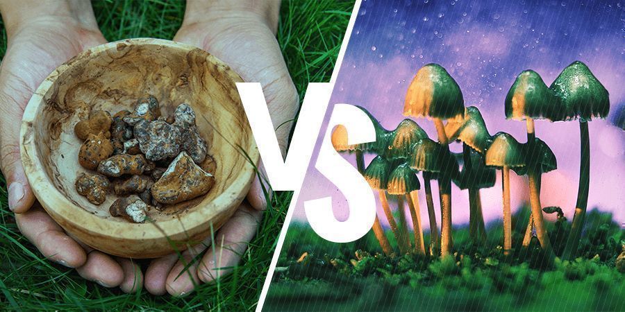 QUELLE EST LA DIFFÉRENCE ENTRE LES TRUFFES MAGIQUES ET LES CHAMPIGNONS ?