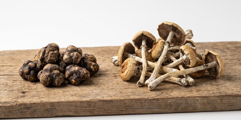 Quelle Est La Différence Entre Les Truffes Magiques Et Les Champignons Magiques ? Quelle Est La Différence Entre Les Truffes Magiques Et Les Champignons Magiques ?