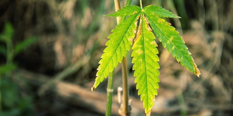 Quand les feuilles jaunes de cannabis ne doivent pas vous inquiéter