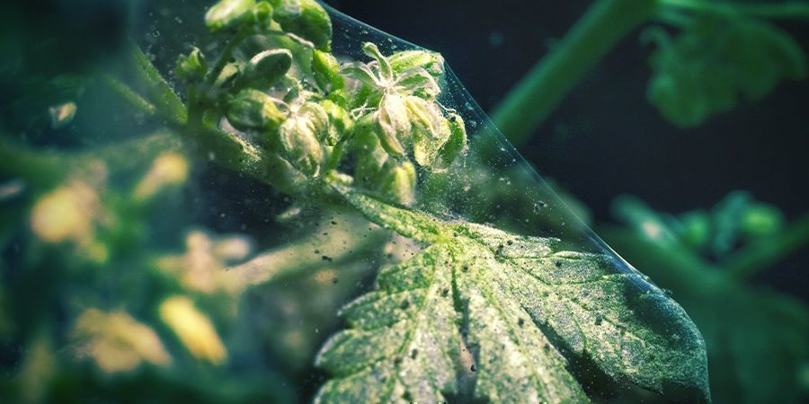 invasions de nuisibles plantes de cannabis