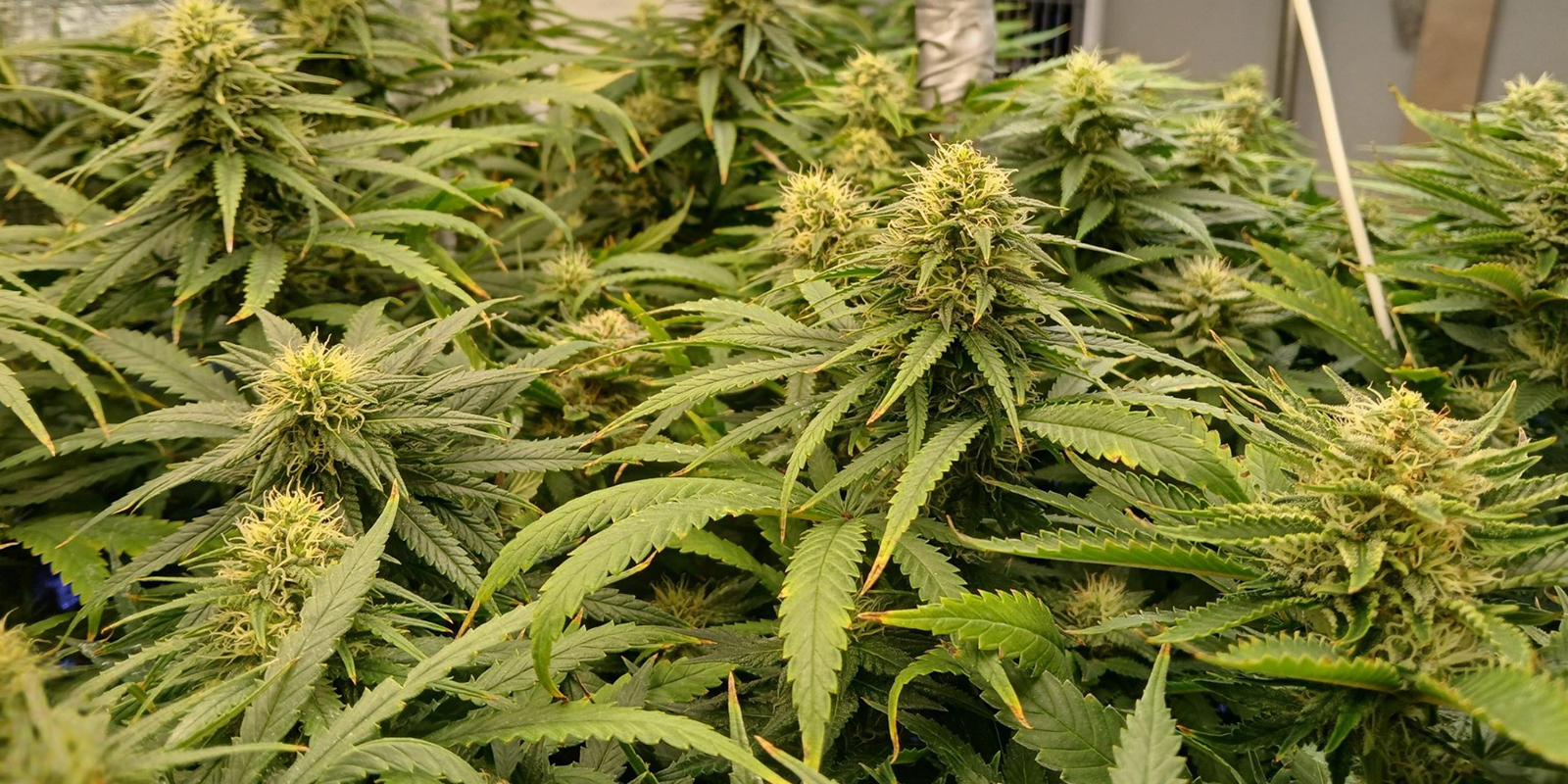 La voie rapide vers des r&eacute;coltes denses et uniformes