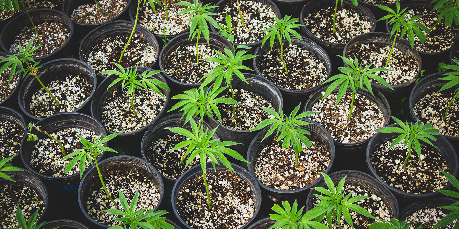 Utiliser des clones ou le m&ecirc;me ph&eacute;notype pour une canop&eacute;e uniforme