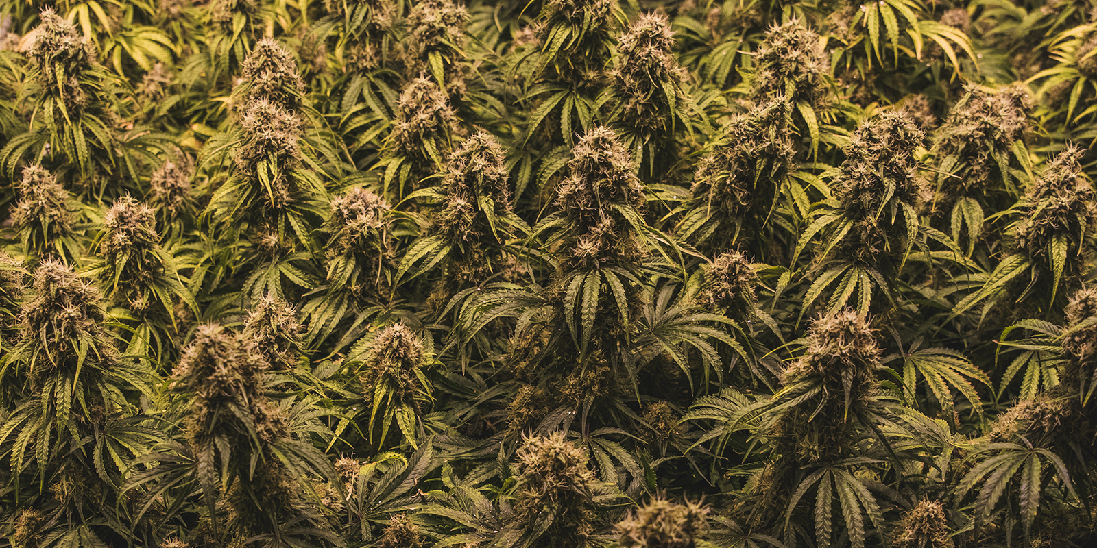 Pourquoi le choix de la vari&eacute;t&eacute; est crucial en Sea of Green