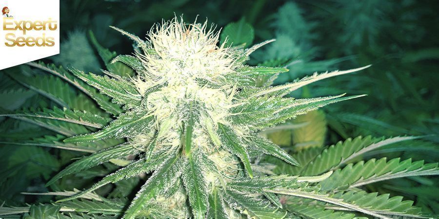 GG4 x Cheese - Zambeza Seeds