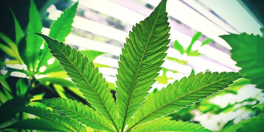 Plants de cannabis à photopériode