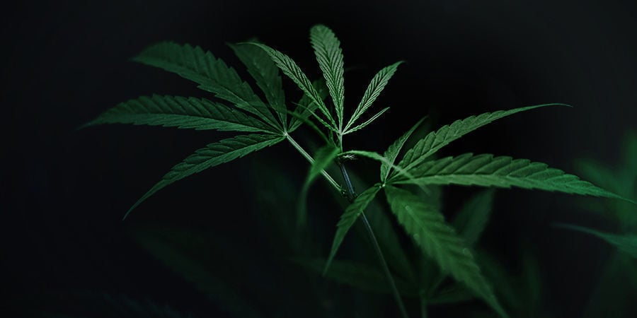 Plantes de cannabis cycle d'obscurité