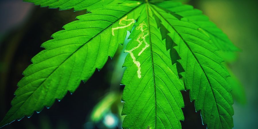 Problèmes Récurrents Dans Son Jardin De Cannabis
