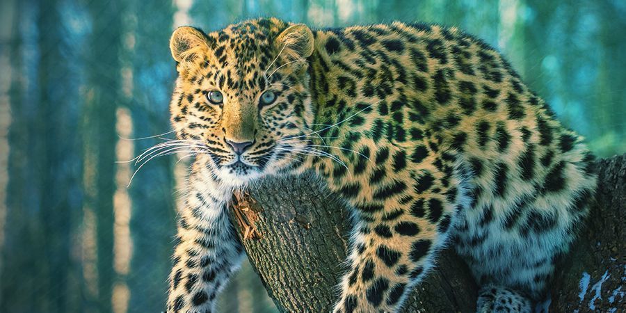 Jaguars Qui Aiment Se Défoncer - Ayahuasca (Banisteriopsis Caapi)