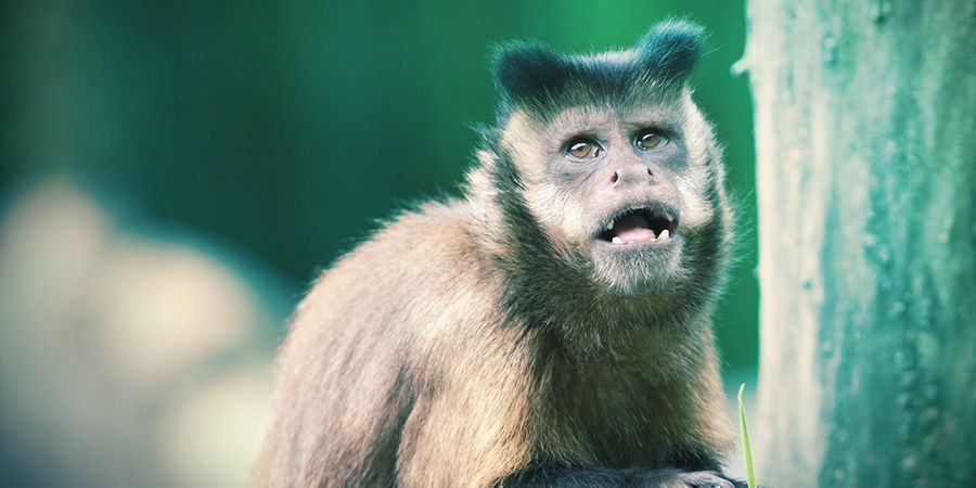 Singes Capucins Et Lémuriens Qui Aiment Se Défoncer – Mille-pattes Hallucinogènes