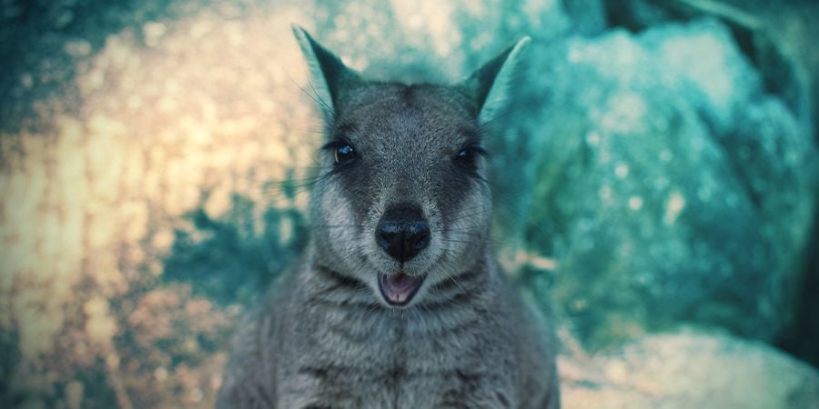 Wallabies Qui Aiment Se Défoncer - Opium