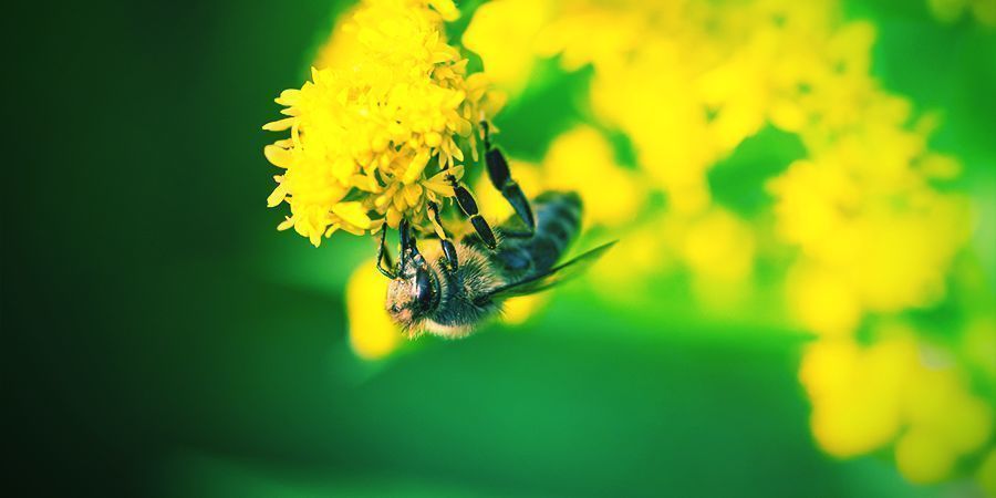 Abeilles Qui Aiment Se Défoncer - Alcool