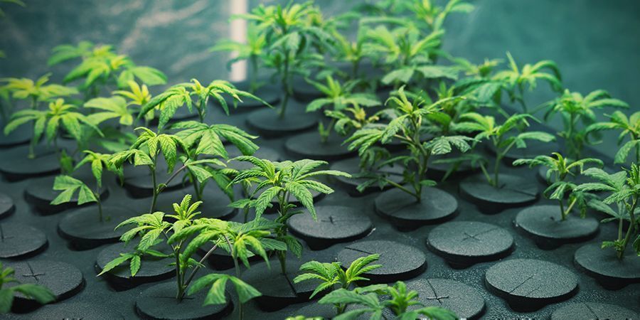 CULTIVER DE CANNABIS AVEC DES CLONES: LES AVANTAGES