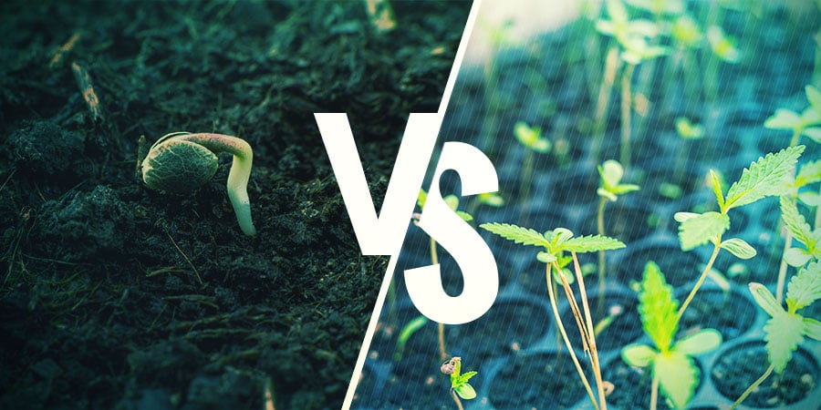 Graines De Cannabis Vs Clones: ALORS QUE DEVRIEZ-VOUS CHOISIR ?