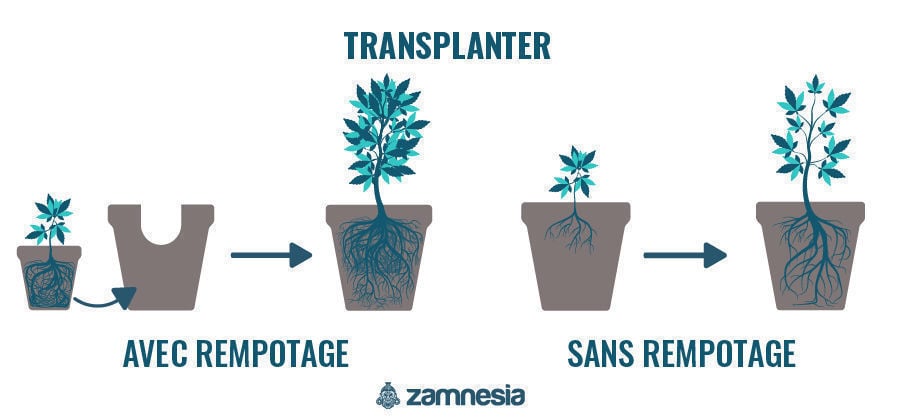 Transplanter Plant De Cannabis