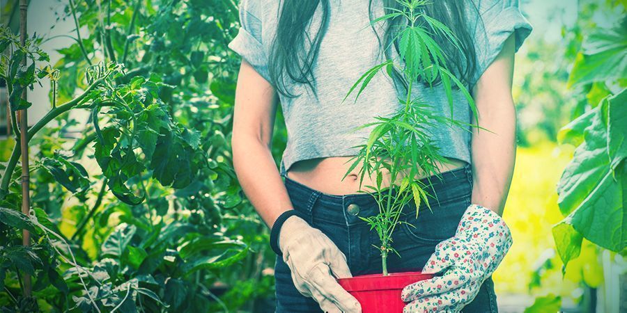 Rempoter ses plants de cannabis