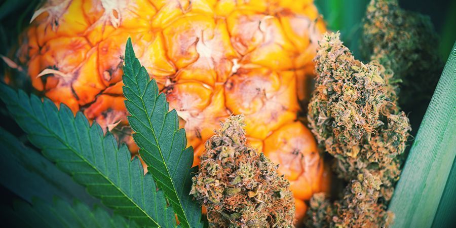 Comment Ajouter De La Saveur Au Cannabis Après La Récolte ?
