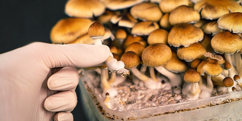 Quand récolter les champignons magiques ?