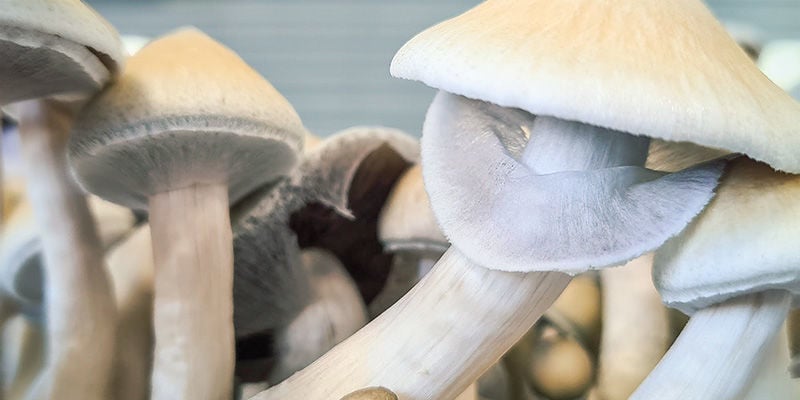 Comment Cuisiner Les Champignons Magiques - Zamnesia Blog