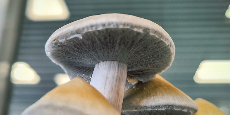 Champignons Magiques: Quel est le bon moment pour récolter ?