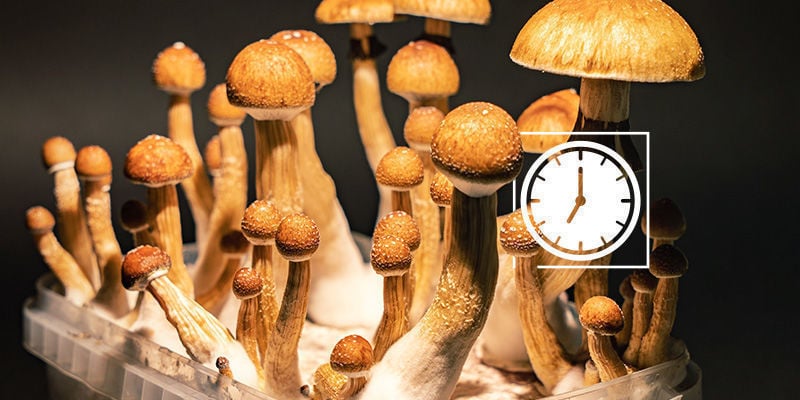 Champignons Magiques: L’importance de récolter à temps