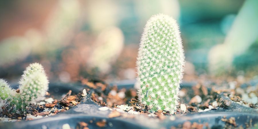 Rempoter Vos Boutures De Cactus Sèches Et Endurcies