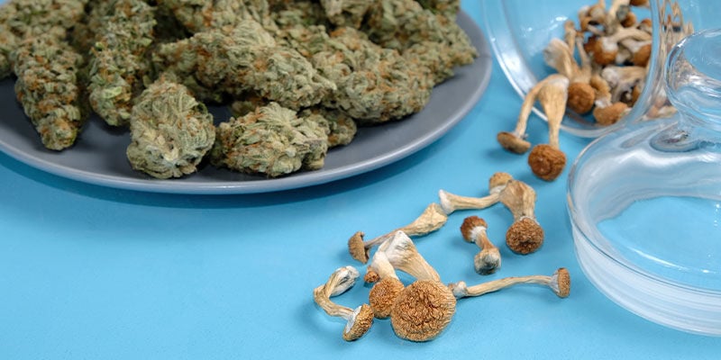 La Relation Entre Le Cannabis Et Les Champignons Magiques