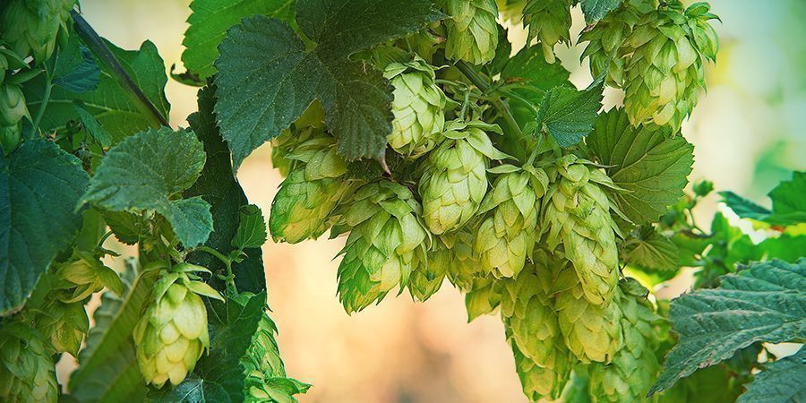 Houblon