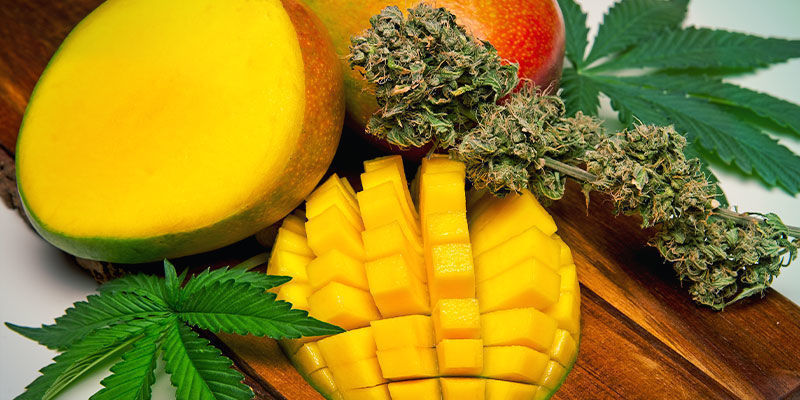 Consommer Son Cannabis Accompagné D’une Mangue