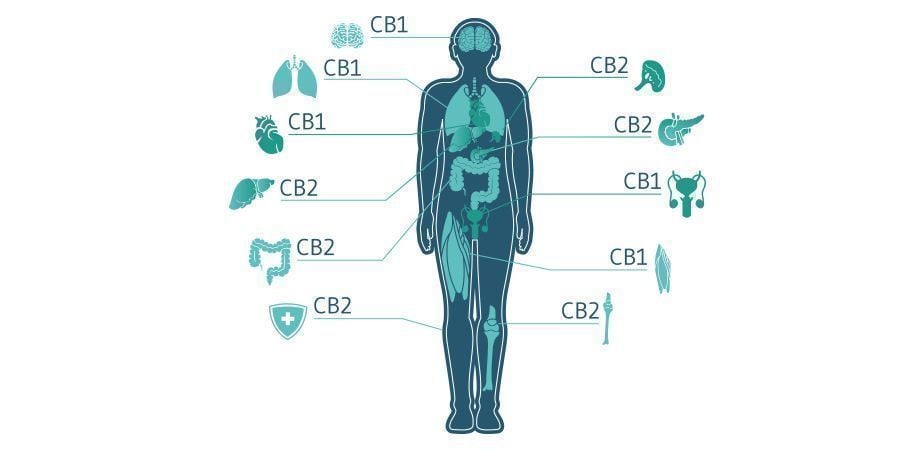 Le CBC Jouera-t-il Un Rôle Important Dans Les Traitements Au Cannabis ?