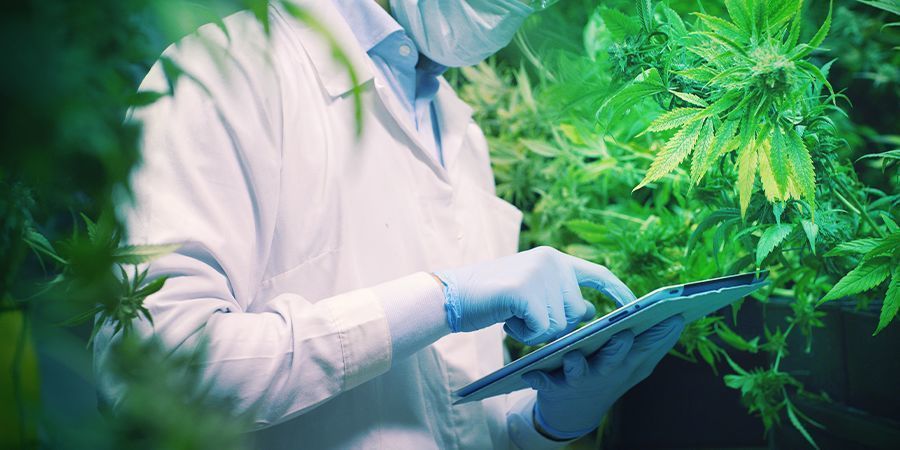 LA RECHERCHE SAURA METTRE EN VALEUR LE CBDA DANS LE MONDE DU CANNABIS