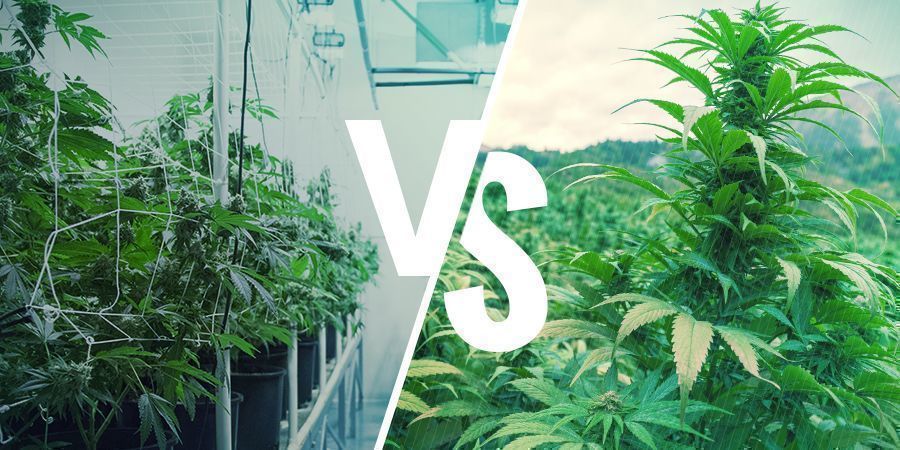 Cannabis Héritage Vs. Landrace : Les Nuances