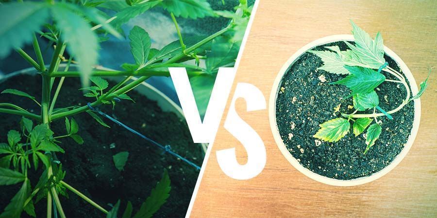 Le Palissage Du Cannabis : LST VS. HST